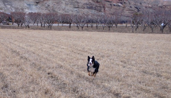 Boomer keeps running